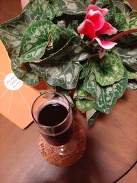 High angle view of potted plant on table