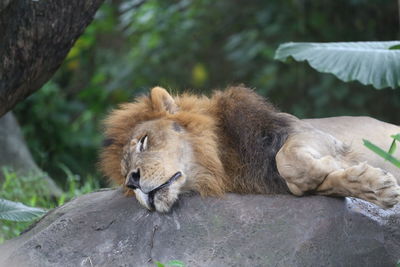 The lion sleeps on the rock.