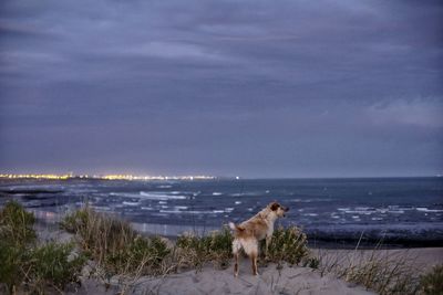 Perro mira el mar, atardecer en playa de las grutas