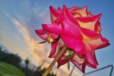 Close-up of spider on pink rose aplant against sky