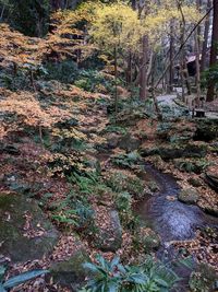 View of trees in forest