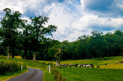 Footpath passing through forest