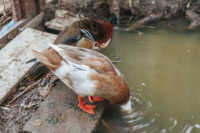 High angle view of duck in lake