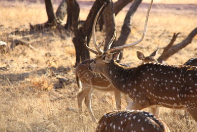 Deer in a field