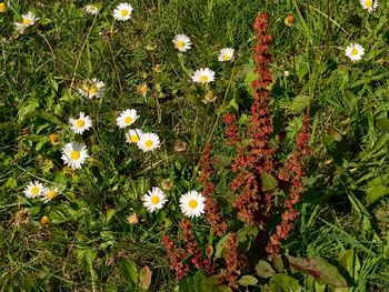 Flowers blooming on grass