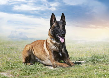 Portrait of dog on field