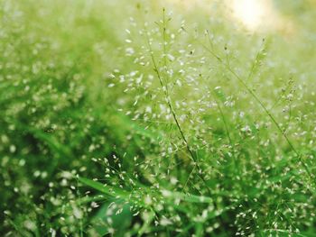 Close-up of wet grass