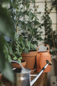 Tomato plant in pot