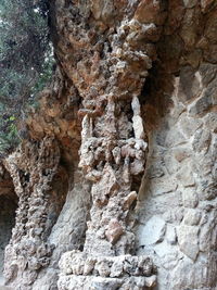 Close-up of tree trunk