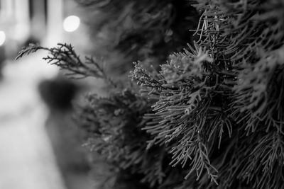 Close-up of snow on plant