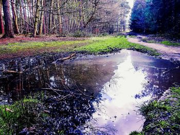 Reflection of trees in water