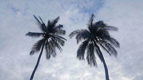 Low angle view of palm tree against sky