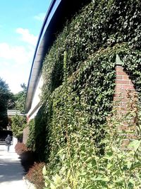 Plants growing by wall against building