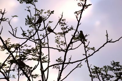 Low angle view of bare trees against sky