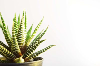 Cactus against white background