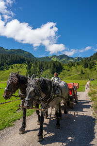 View of horse cart on road