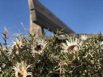 Low angle view of flowering plants on field against clear sky