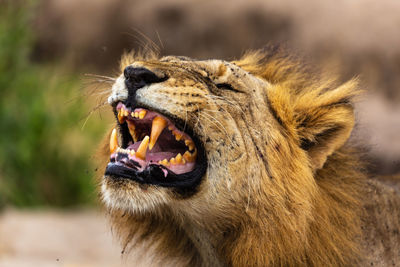 Close-up of a lion growling 