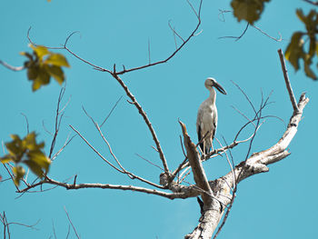 Low angle view of bird perching on branch against sky