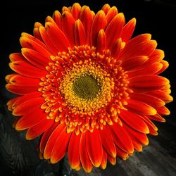 Close-up of red flower