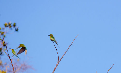 Low angle view of bird perching on clear blue sky