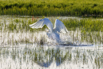 View of birds in lake