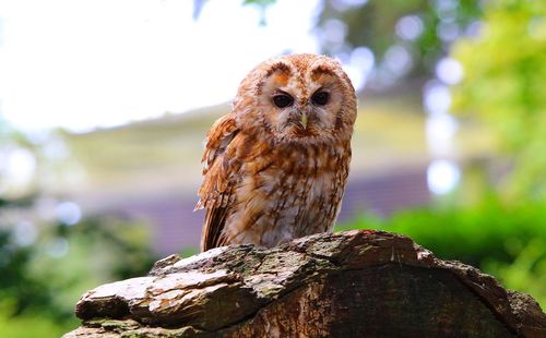 Close-up of owl perching on wooden post