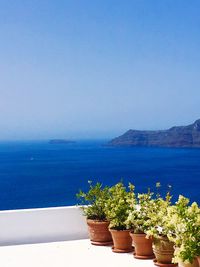 Potted plants by sea against clear blue sky