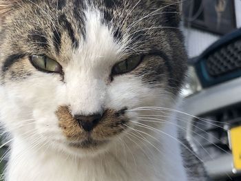 Close-up portrait of cat