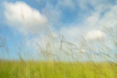 Scenic view of wheat field against sky