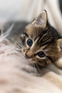 Close-up portrait of a cat