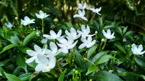 Close-up of white flowers blooming outdoors