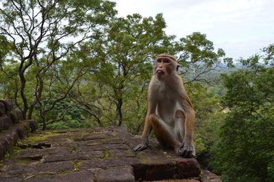 Low angle view of monkey sitting on rock