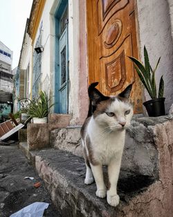 Cat standing in front of a building