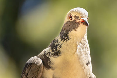 Close-up of a bird