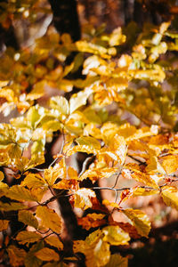 Close-up of red leaves