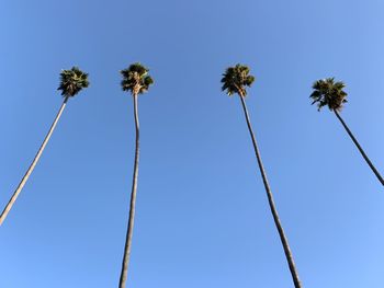 Low angle view of coconut palm trees against blue sky