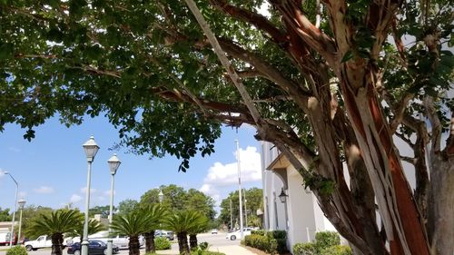 Street amidst palm trees against sky