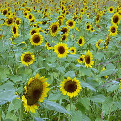 Sunflowers blooming on field