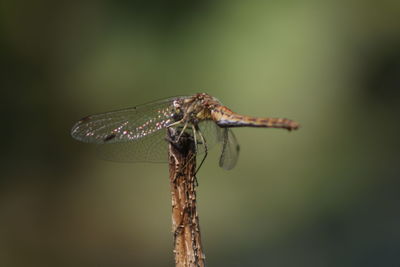 Close-up of damselfly on leaf