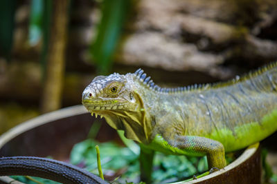 A large lizard monitor lizard crawls on a log