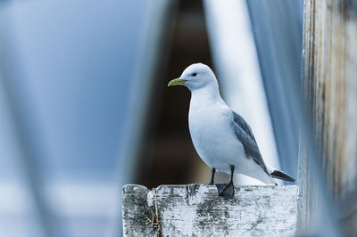 Seagull bird close up, norway