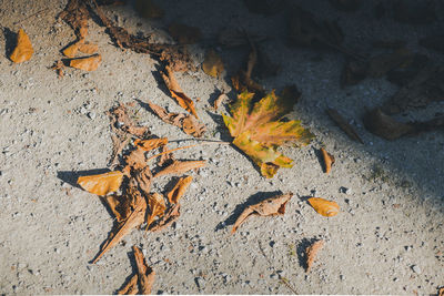 High angle view of dry leaves on rock