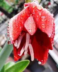 Close-up of wet red rose flower