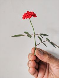 Close-up of hand holding red rose against white background