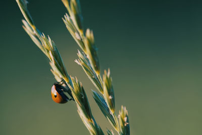 Close-up of ladybug on plant