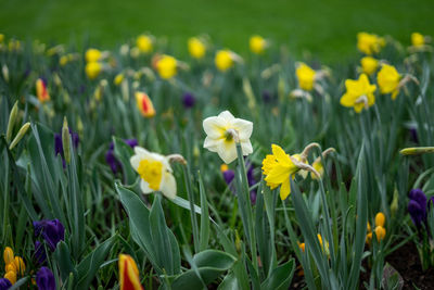 Close-up of yellow flowering plants on field