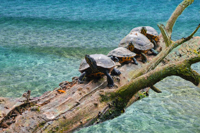 High angle view of lizard on rock in sea