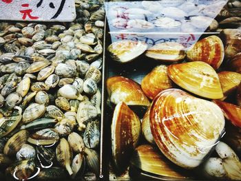 High angle view of seashells on display at store