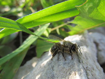 Close-up of insect on leaf